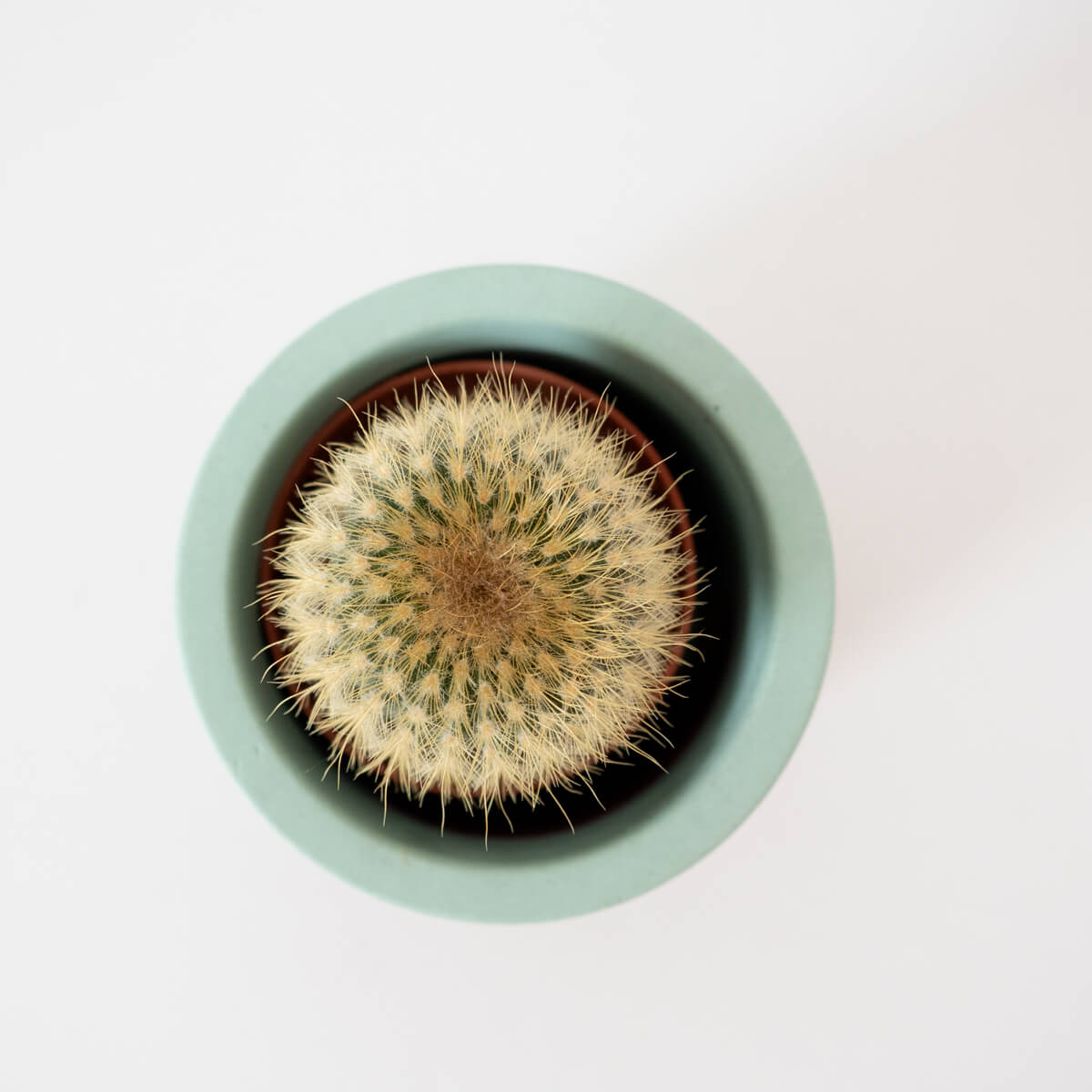 Birds eye view of the small round concrete planter with a mini cactus in to show scale.